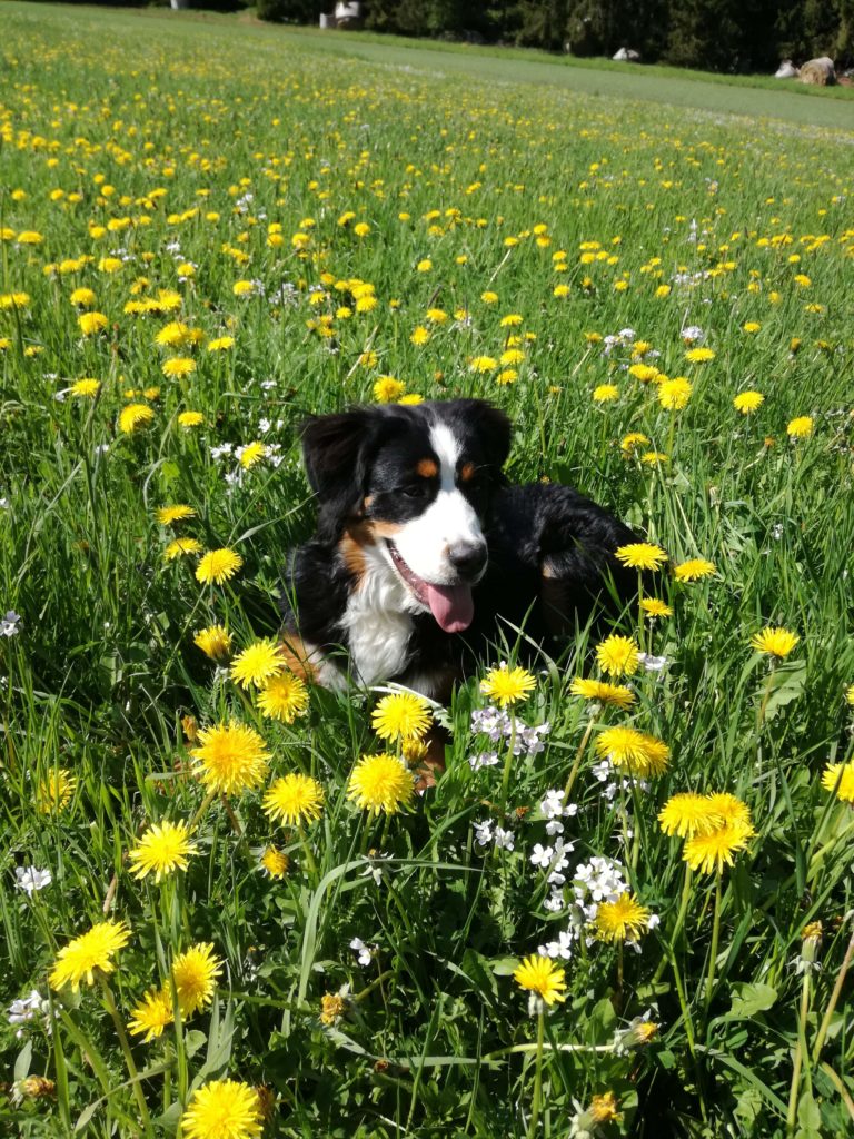 Hund in der Wiese