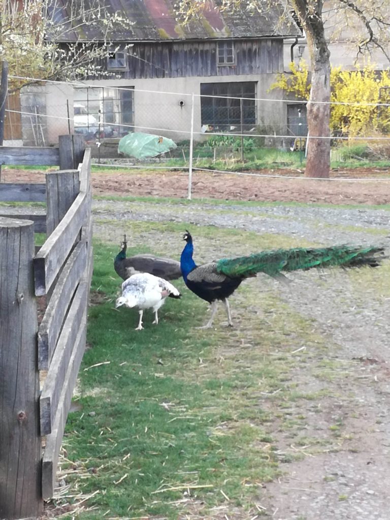 Pfau